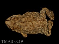 藏品(黑眶蟾蜍)的圖片